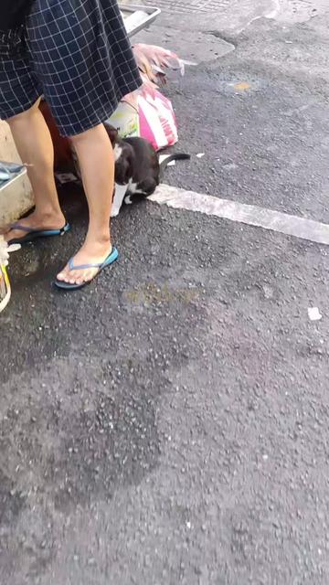 @𝕨𝕚𝕝𝕕𝕔𝕒𝕥🏳️&zwj;🌈🇵🇭011