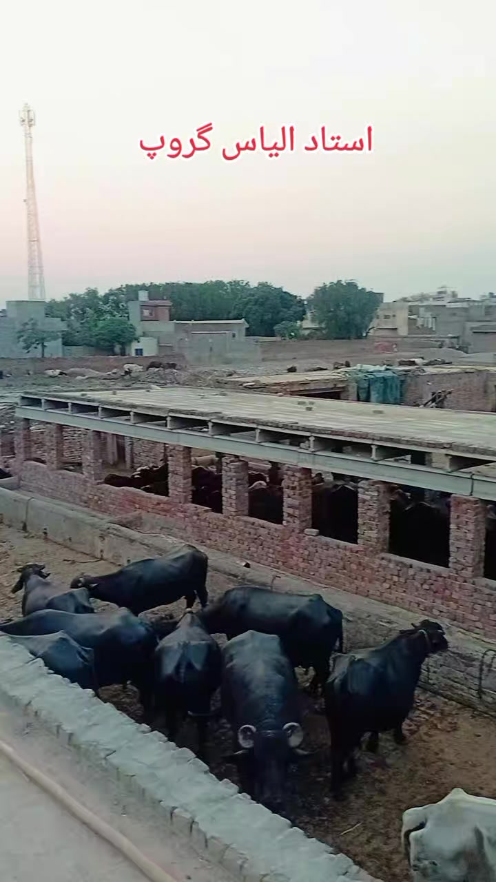 @Imran khan 😎