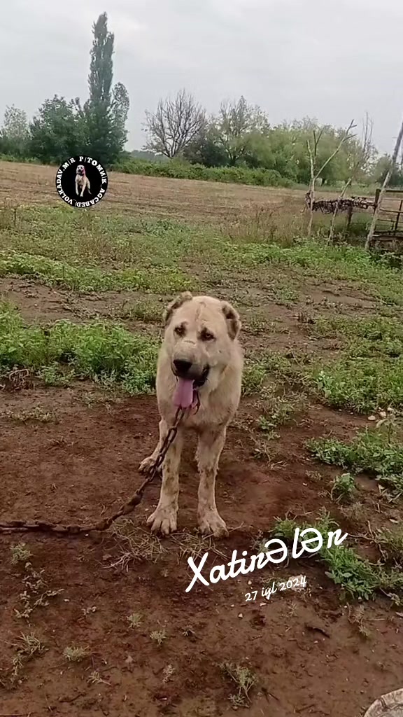 @Pitomnik_ağcabedi_volkadav.Mir