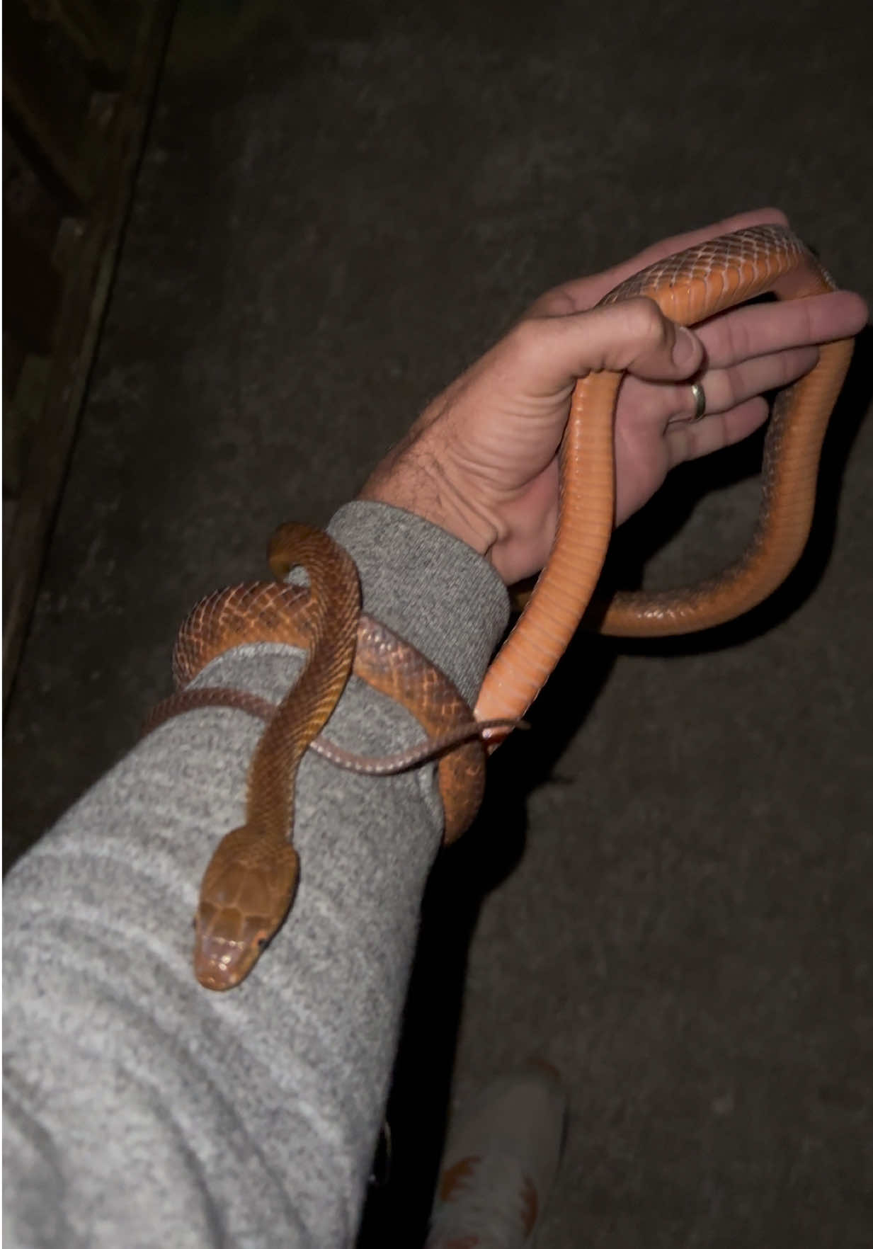 @Snake Catcher Dan