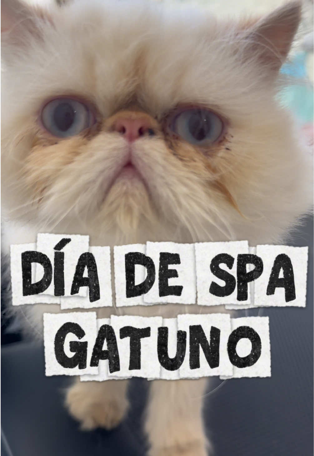 @HeyCosmopaws!