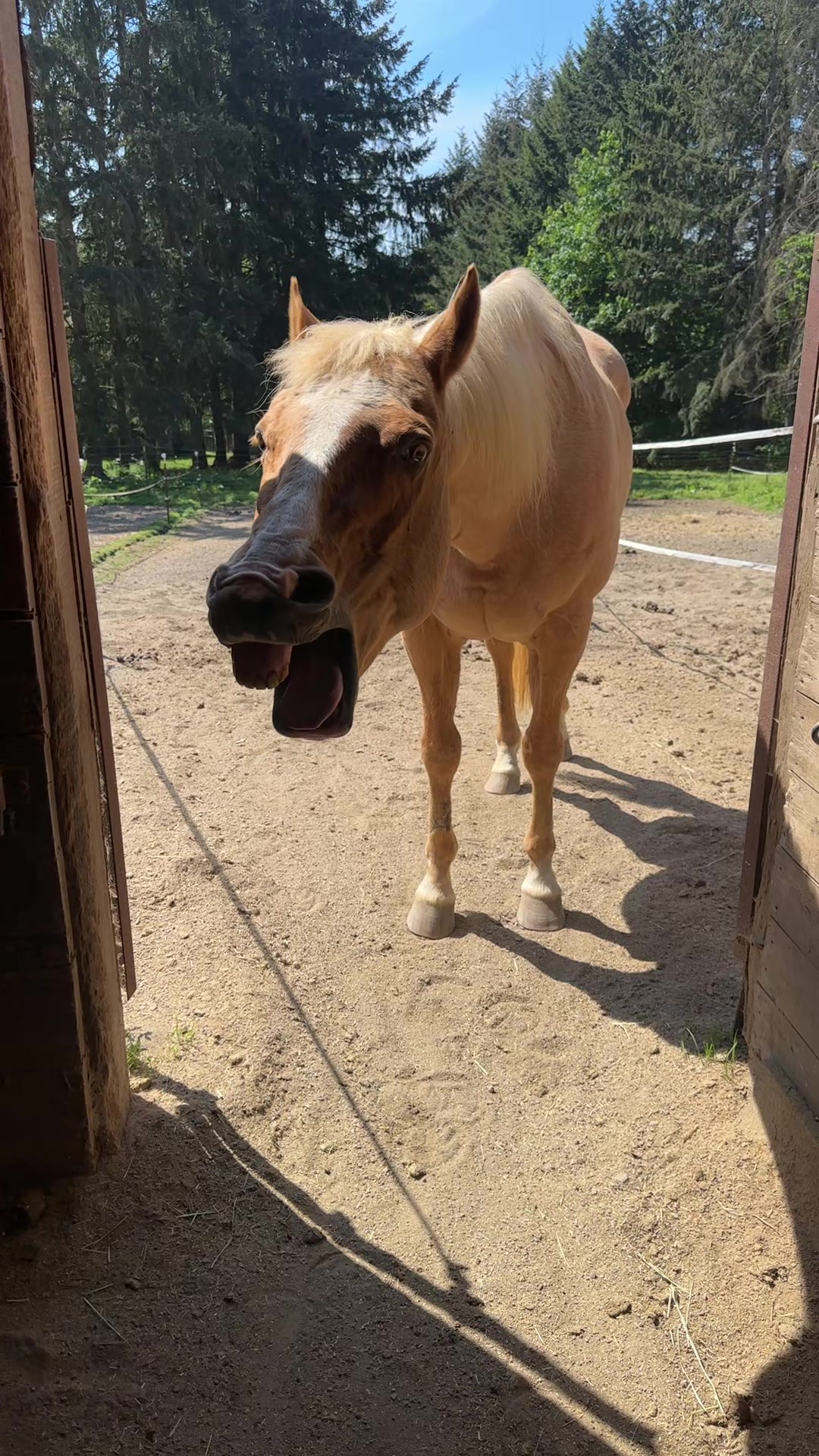 @SAMANTHA | BARREL RACING