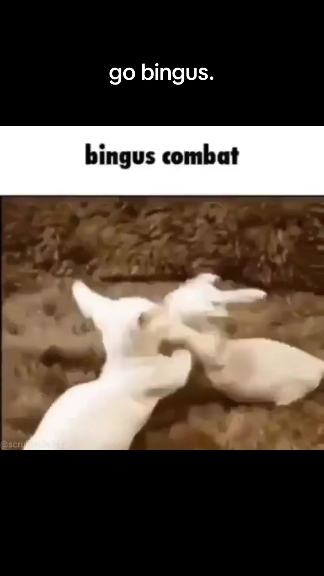 @bingus.official