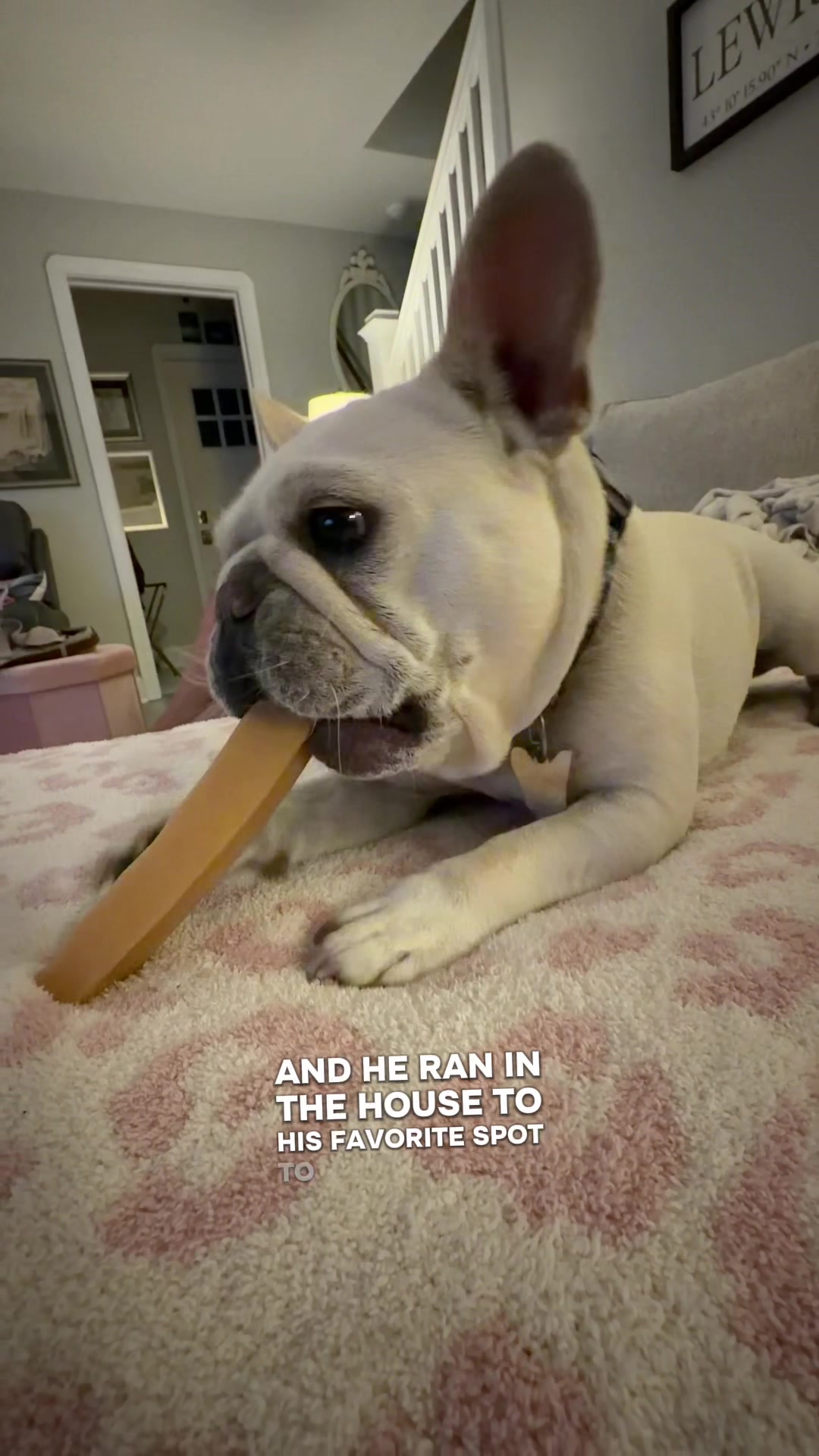 @Bagel the OG Frenchie