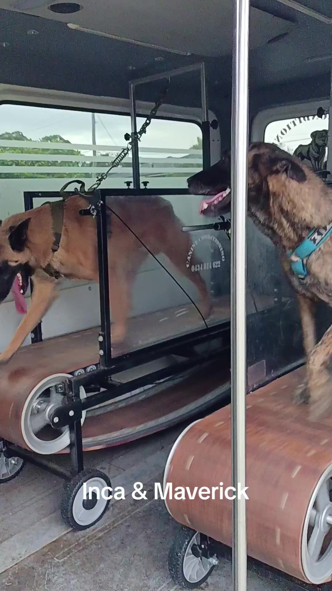 @Canine Conditioning