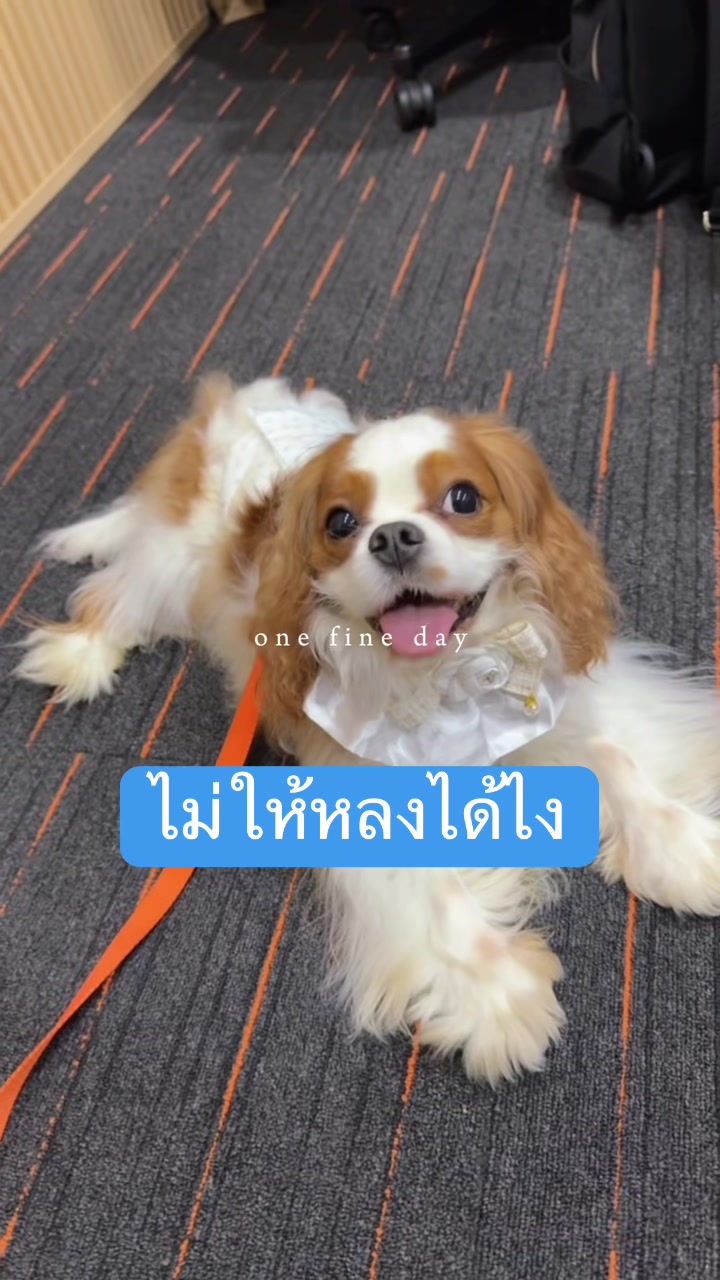 @frankgoodboyผมเองครับ