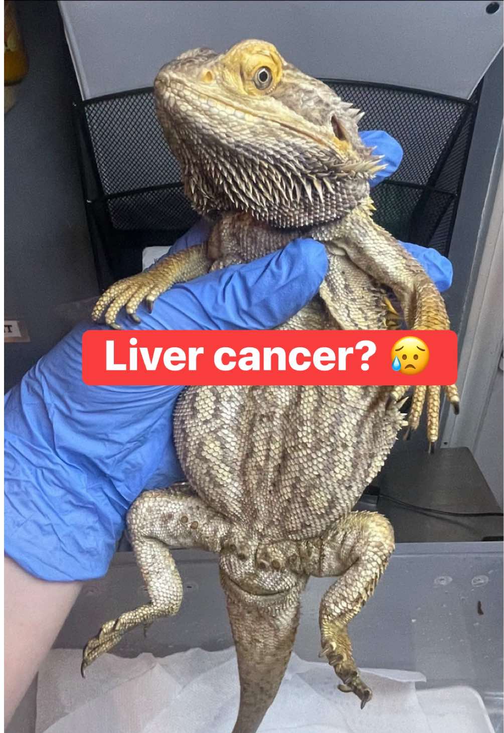 @BeWild Reptile Rescue