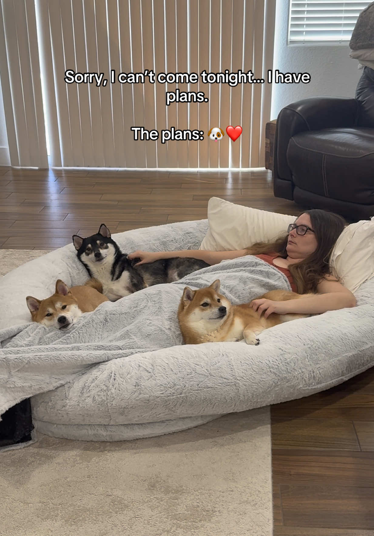 @Flock of Shibas 🐕🐕🐕