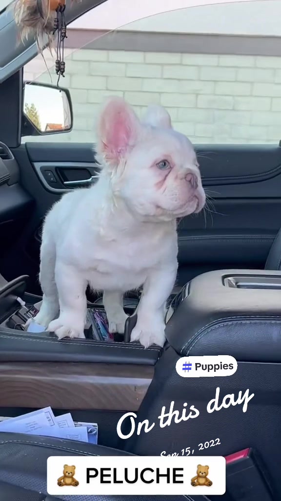 @DragonBallFrenchies