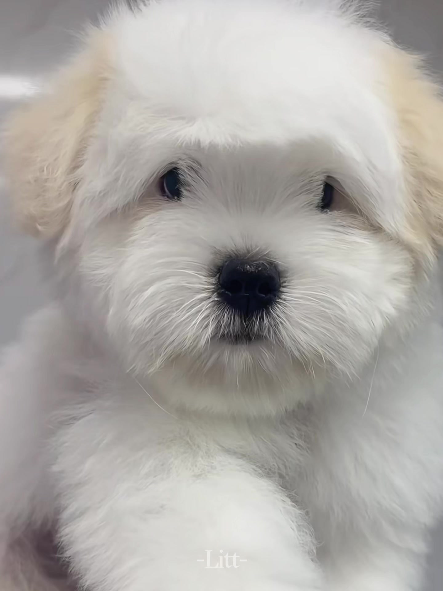 @littlevoice🩵