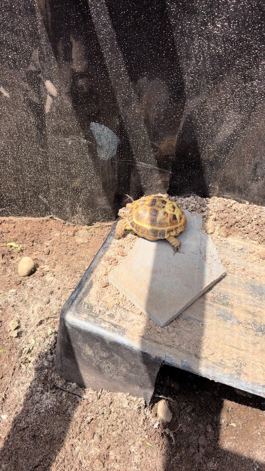 @layla🦎🍃