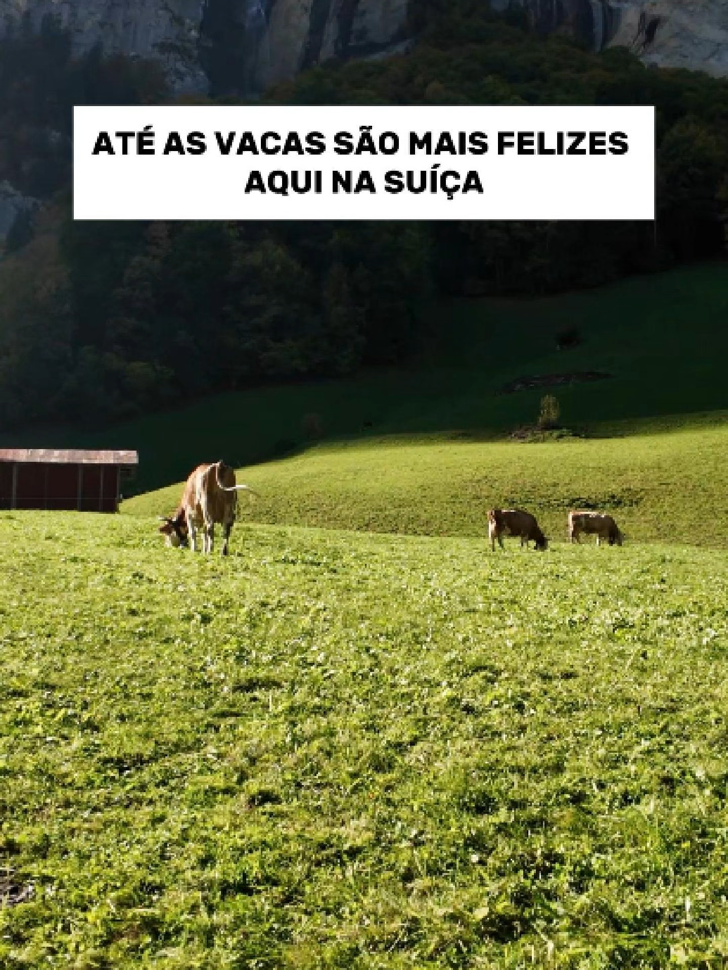 @vousemvoltaoficial