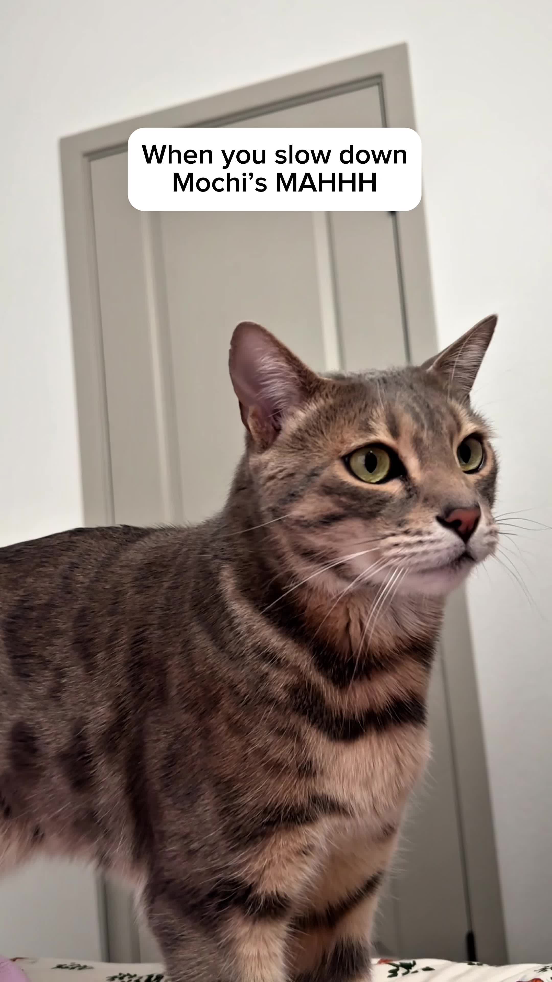 @Mochi the Bengal