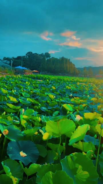 @Subhash Rana Magar