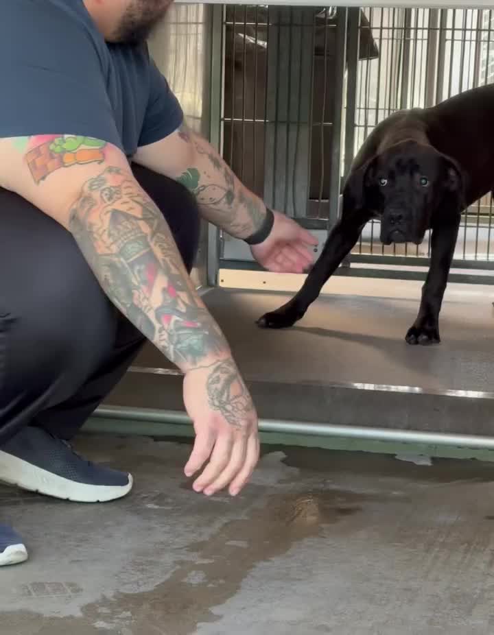 @Cane Corsos