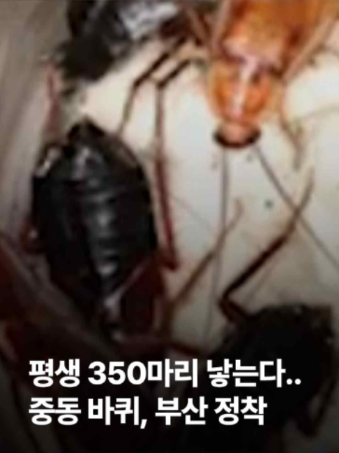 @JTBC News