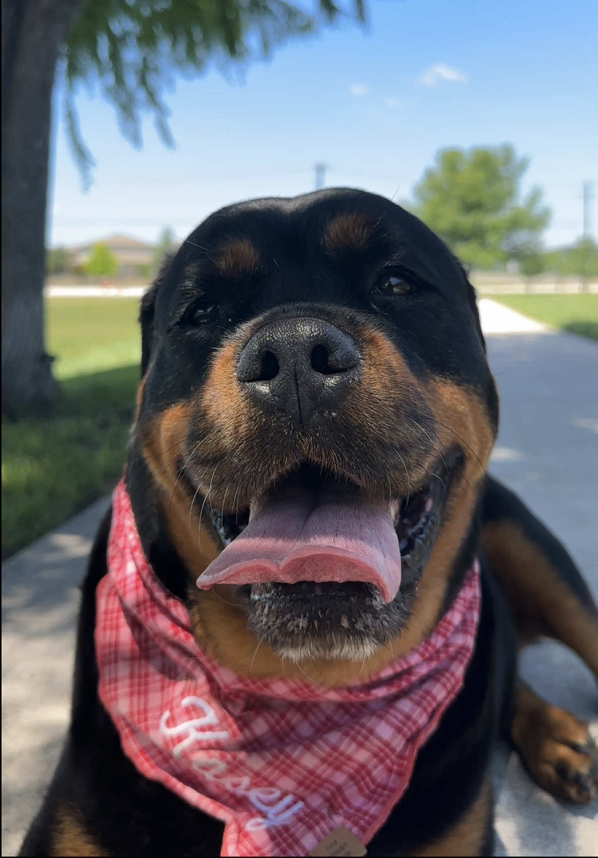 @Kasey the Rottie