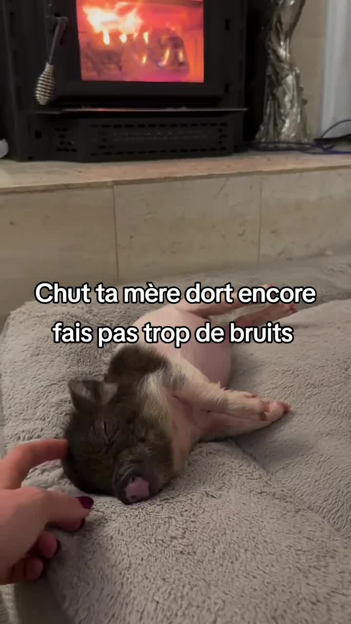 @FouRireAnimal