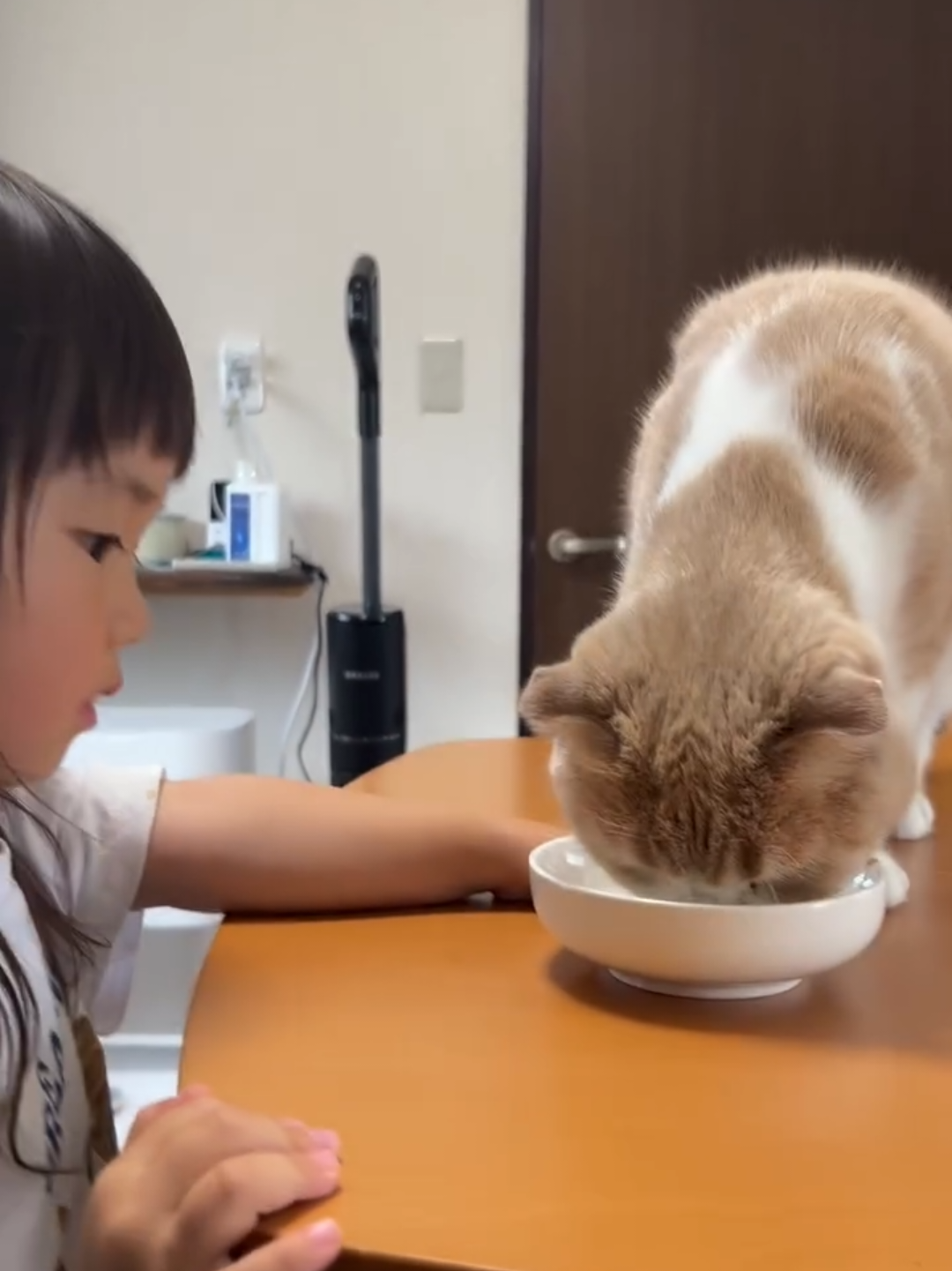 @Chonky World Of Cats