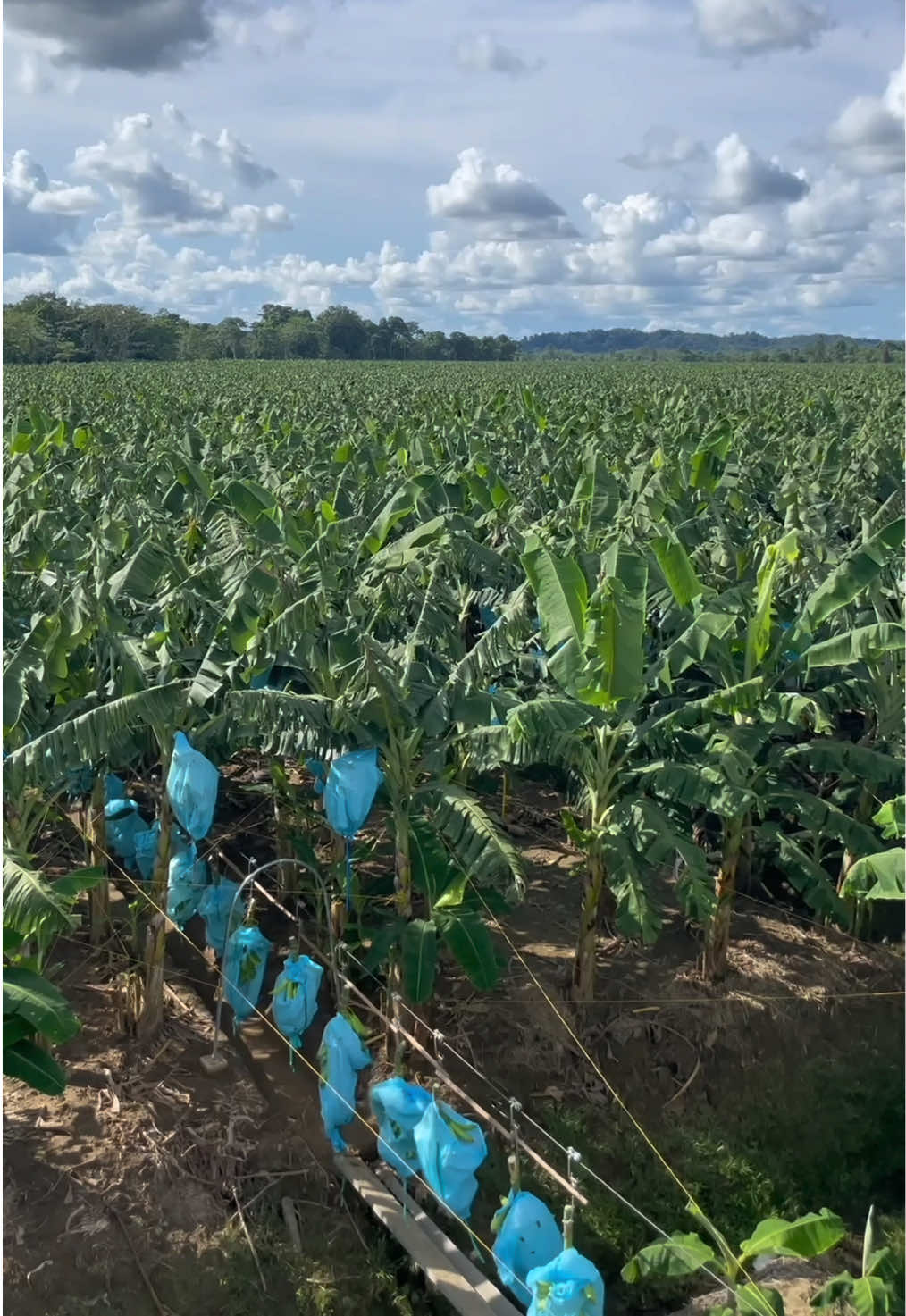 @Agricorp sas