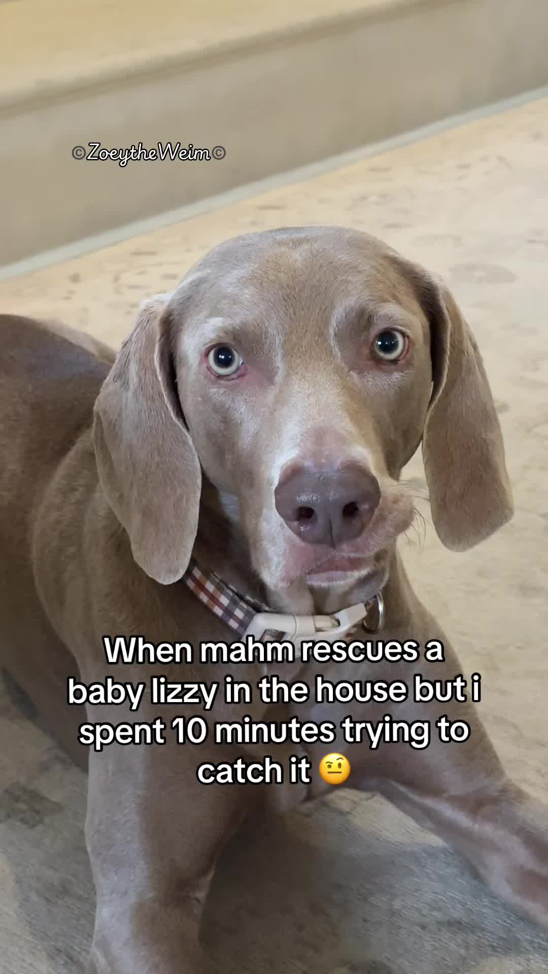 @Zoey the Weim