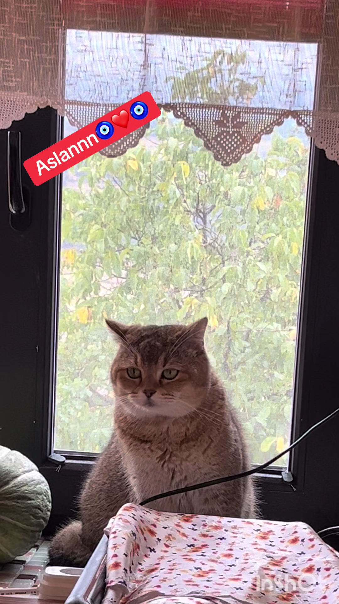 @&Ccedil;i&ccedil;inin k&ouml;y evi