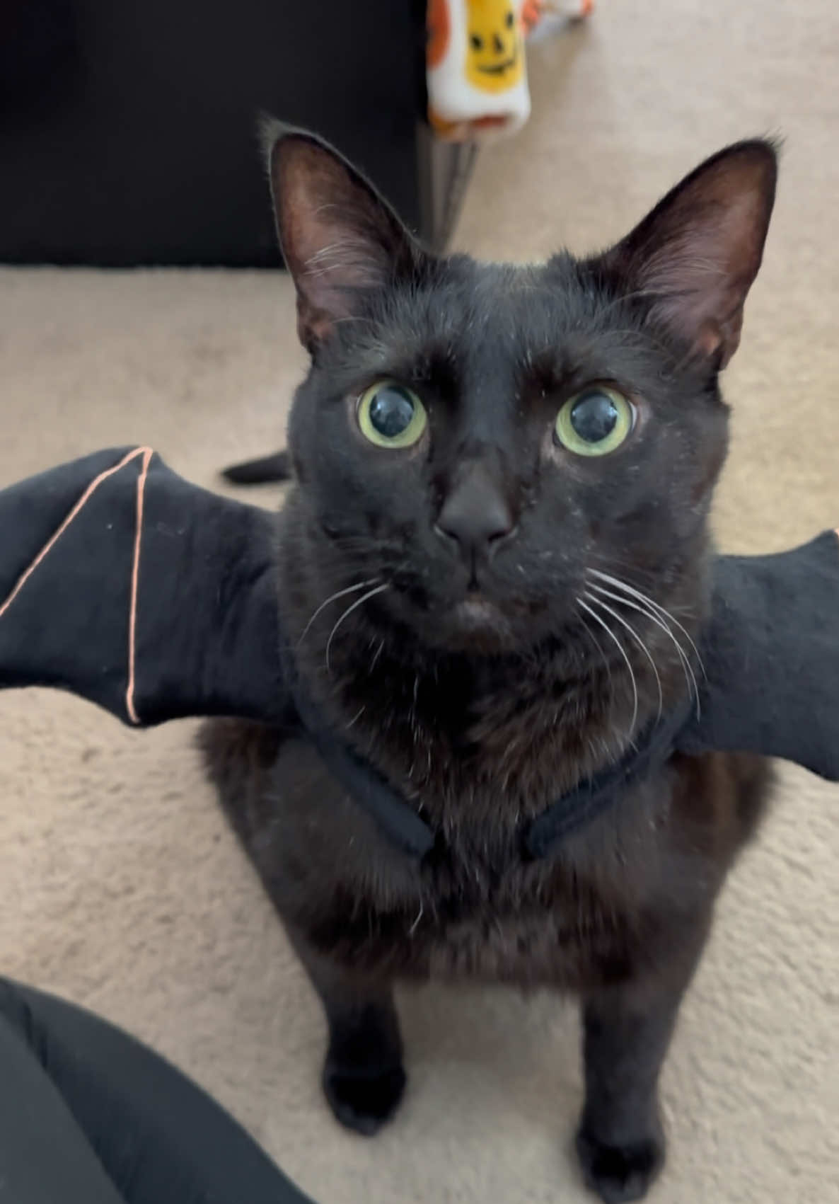 @Manny Halloween Cat
