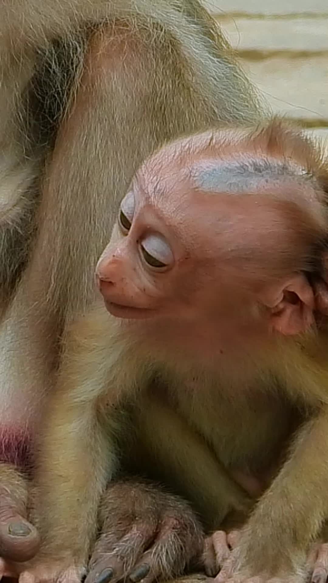 @Monkey Cambodia