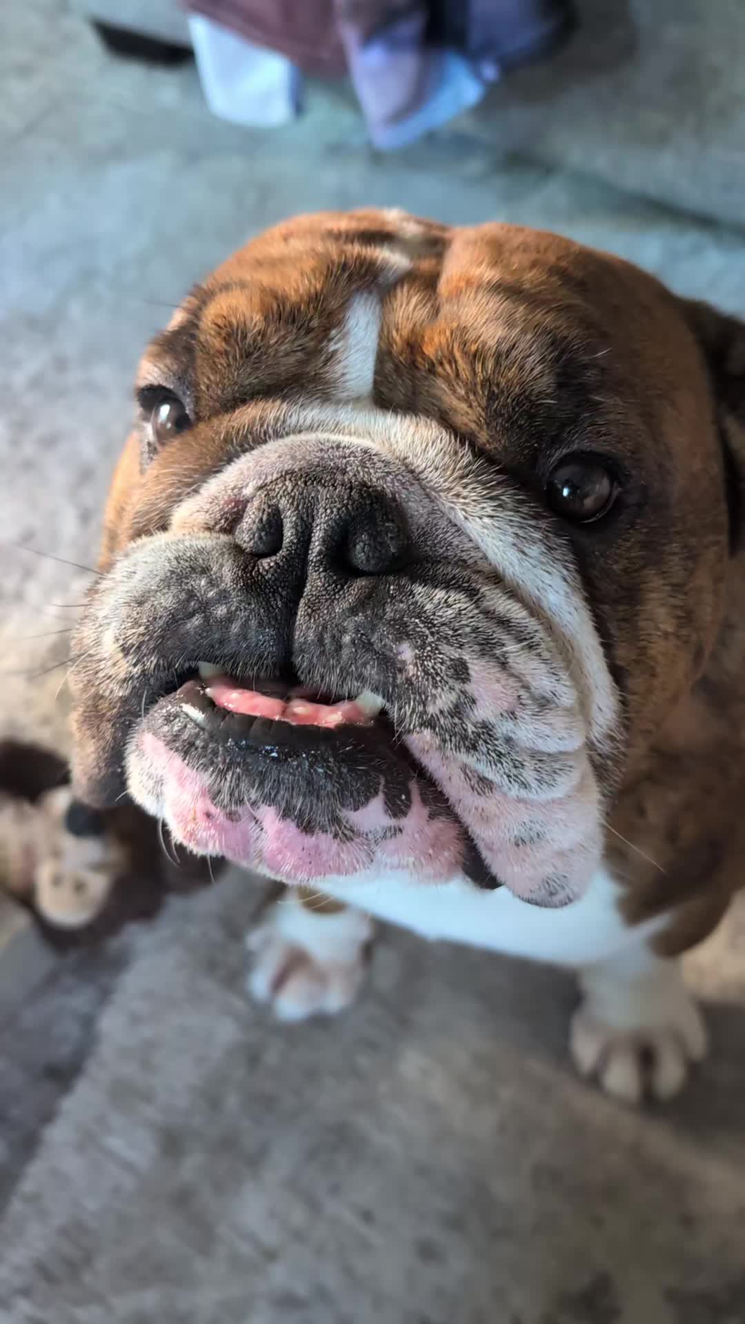 @Vinny The Bulldog