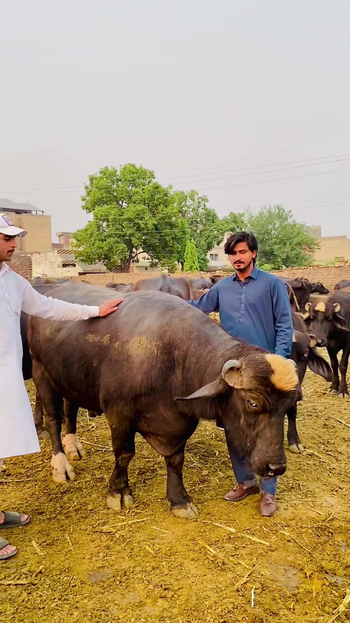 @Waqas Rohi wala
