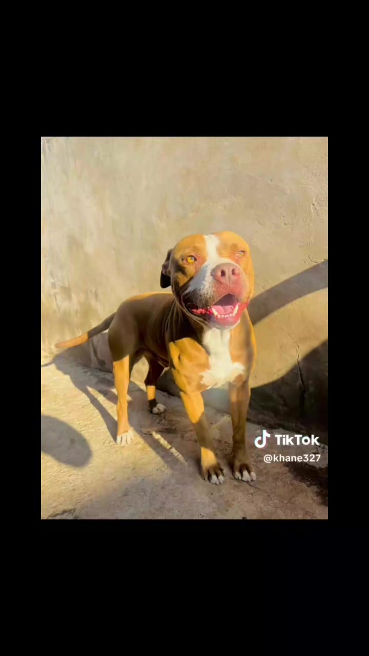 @game dogs apbt
