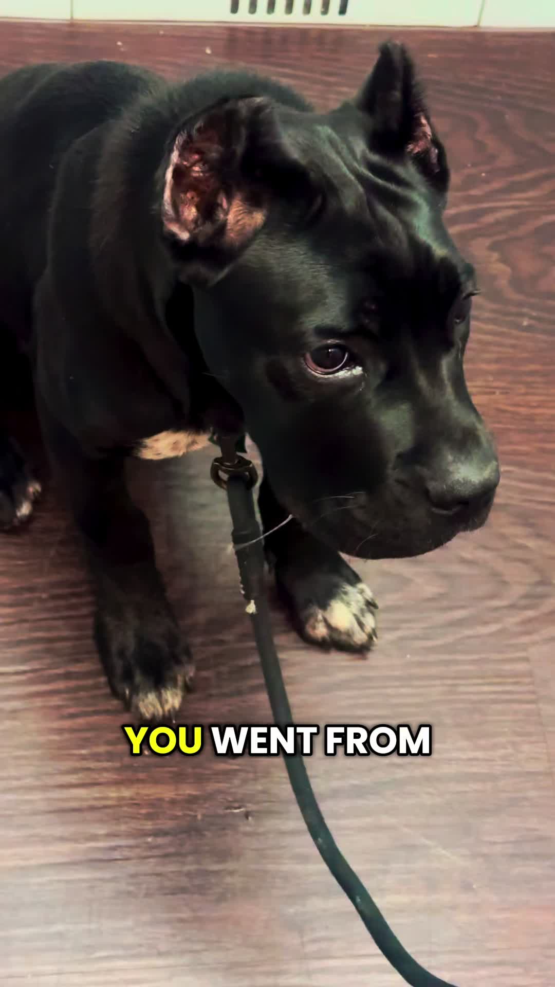 @Bentley Has Issues