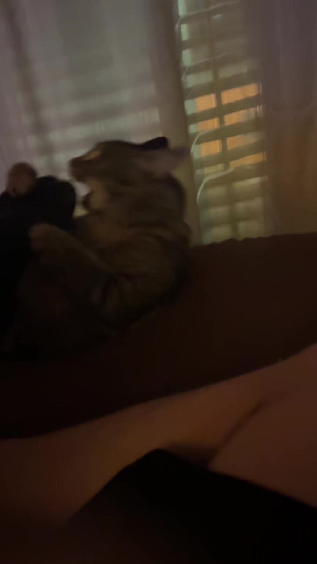@nickycat