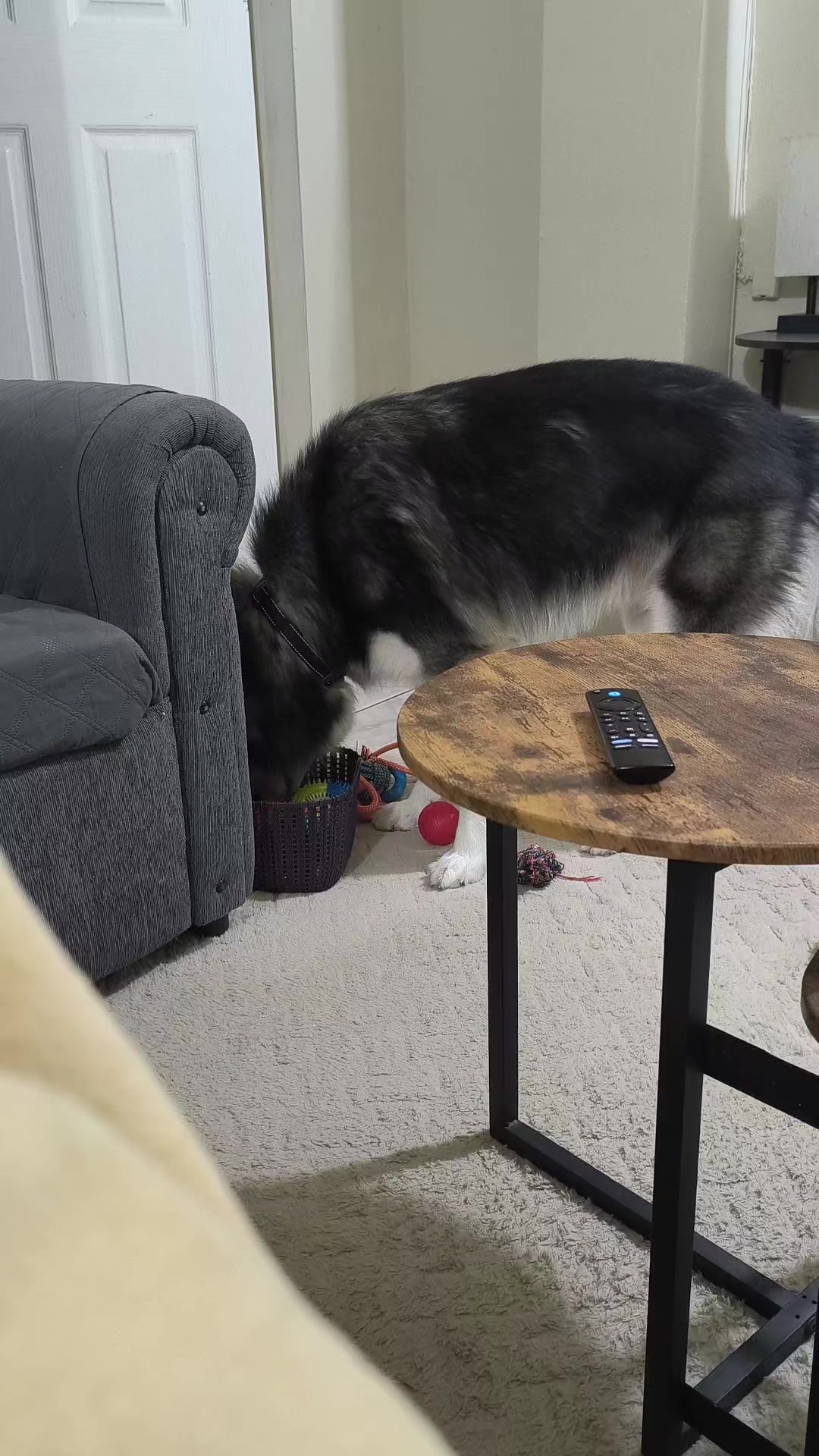@cythehusky