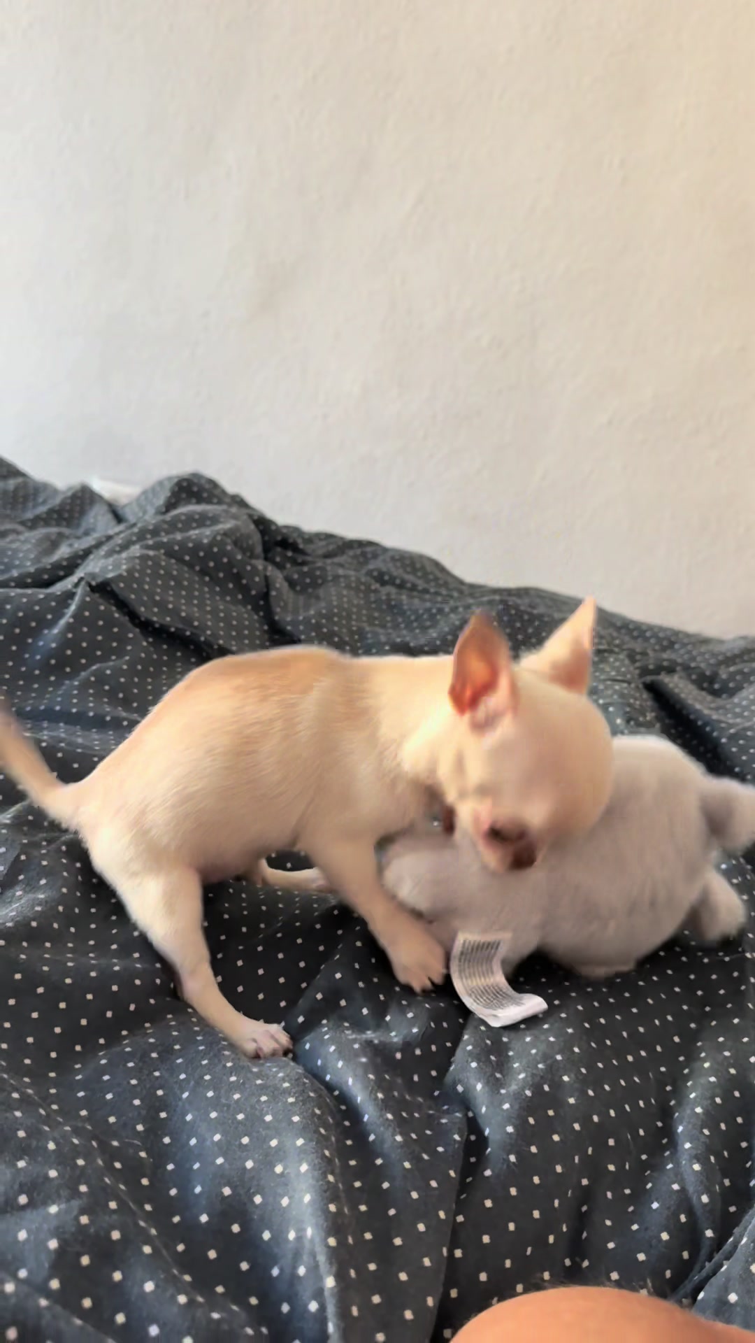 @teacupchihuahua
