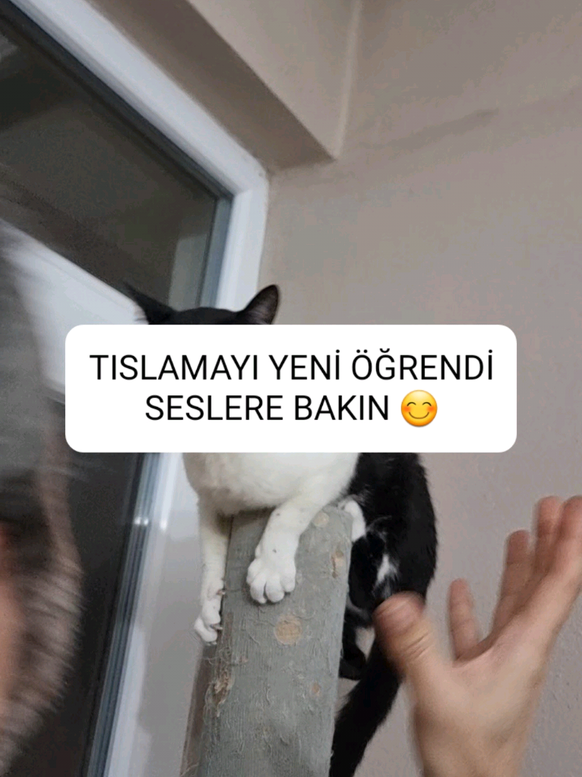 @kedichico