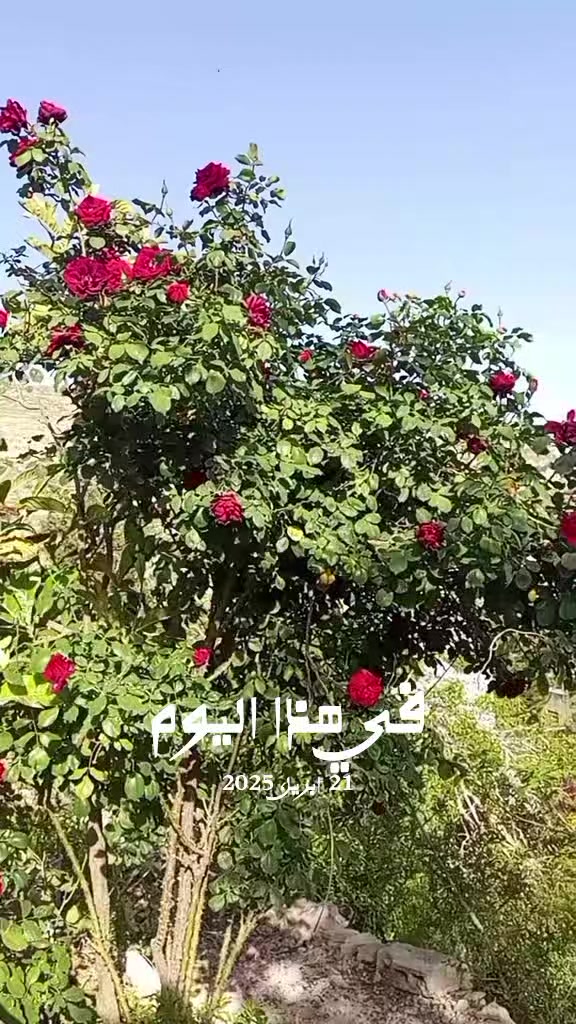 @انعام بنت منذر