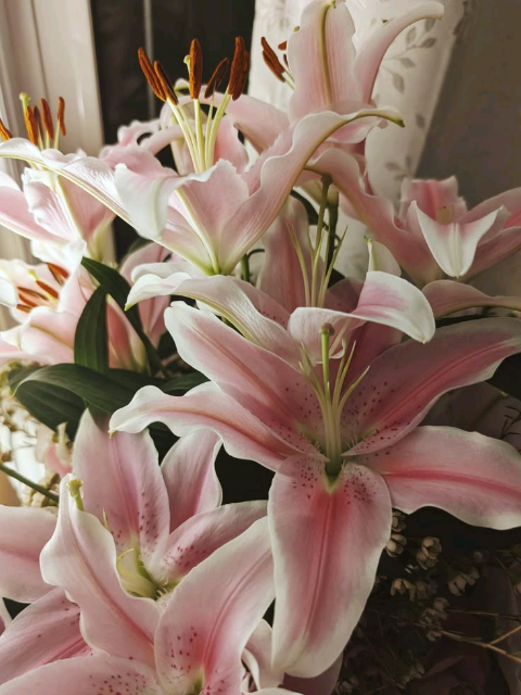 @≽^• ˕ • ྀི≼
