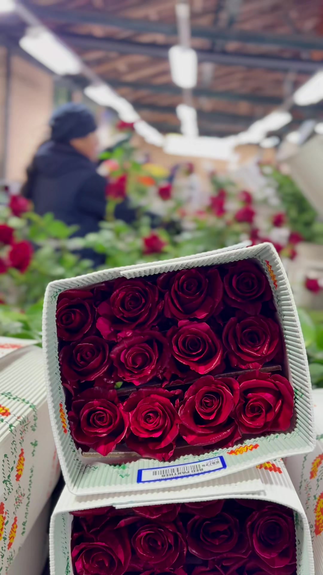 @Eden Roses