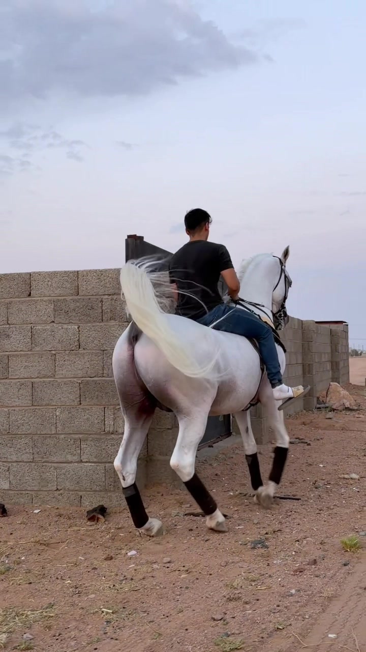 @ثـامر الشـلاش 🐎🤎.