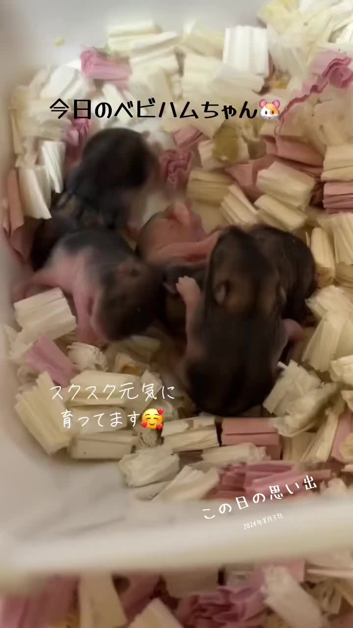 @big mama 🐹🐕