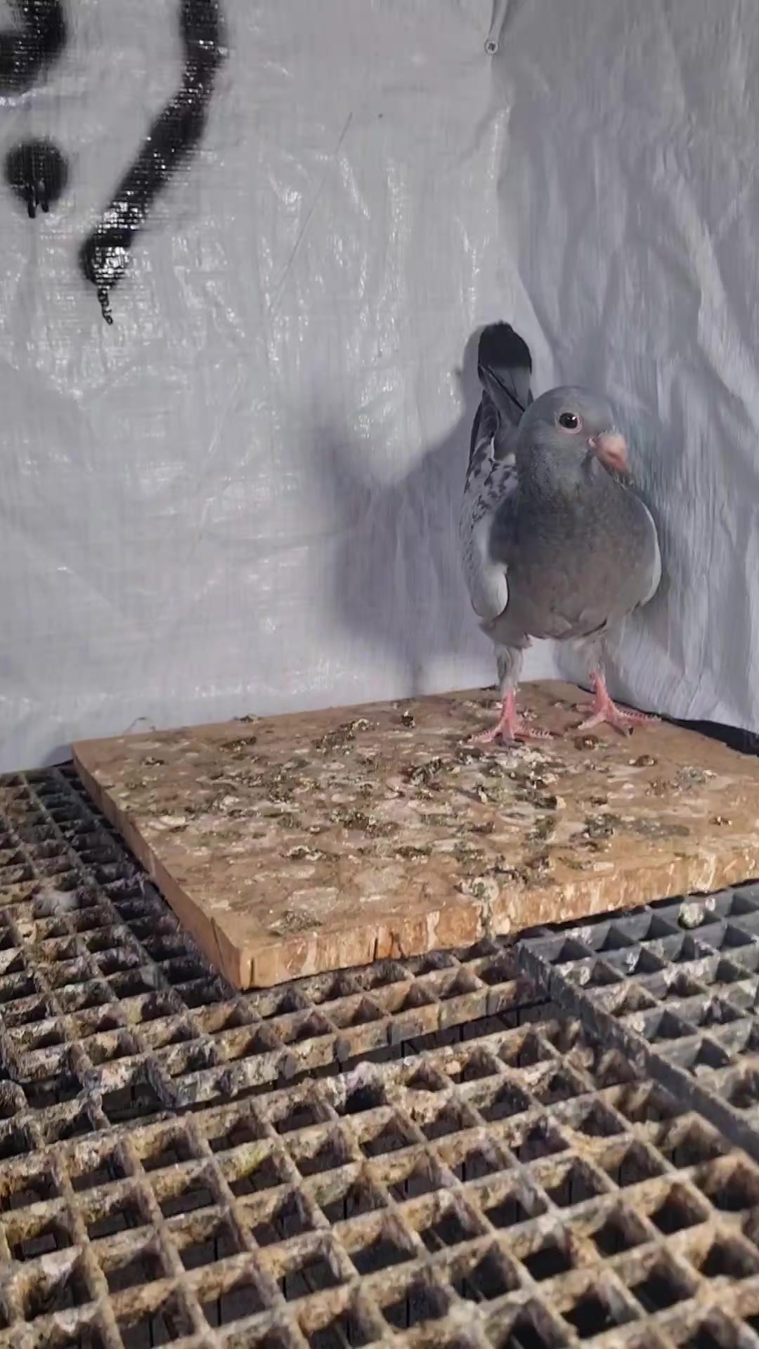 @Pigeons Tv