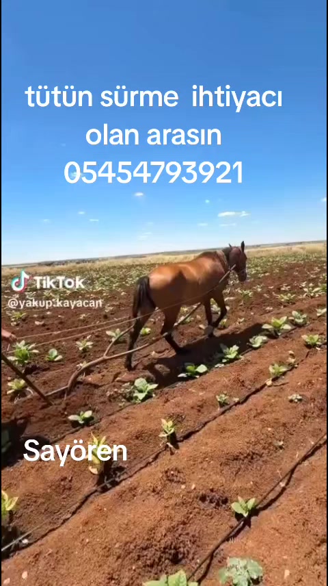 @Seydo 02