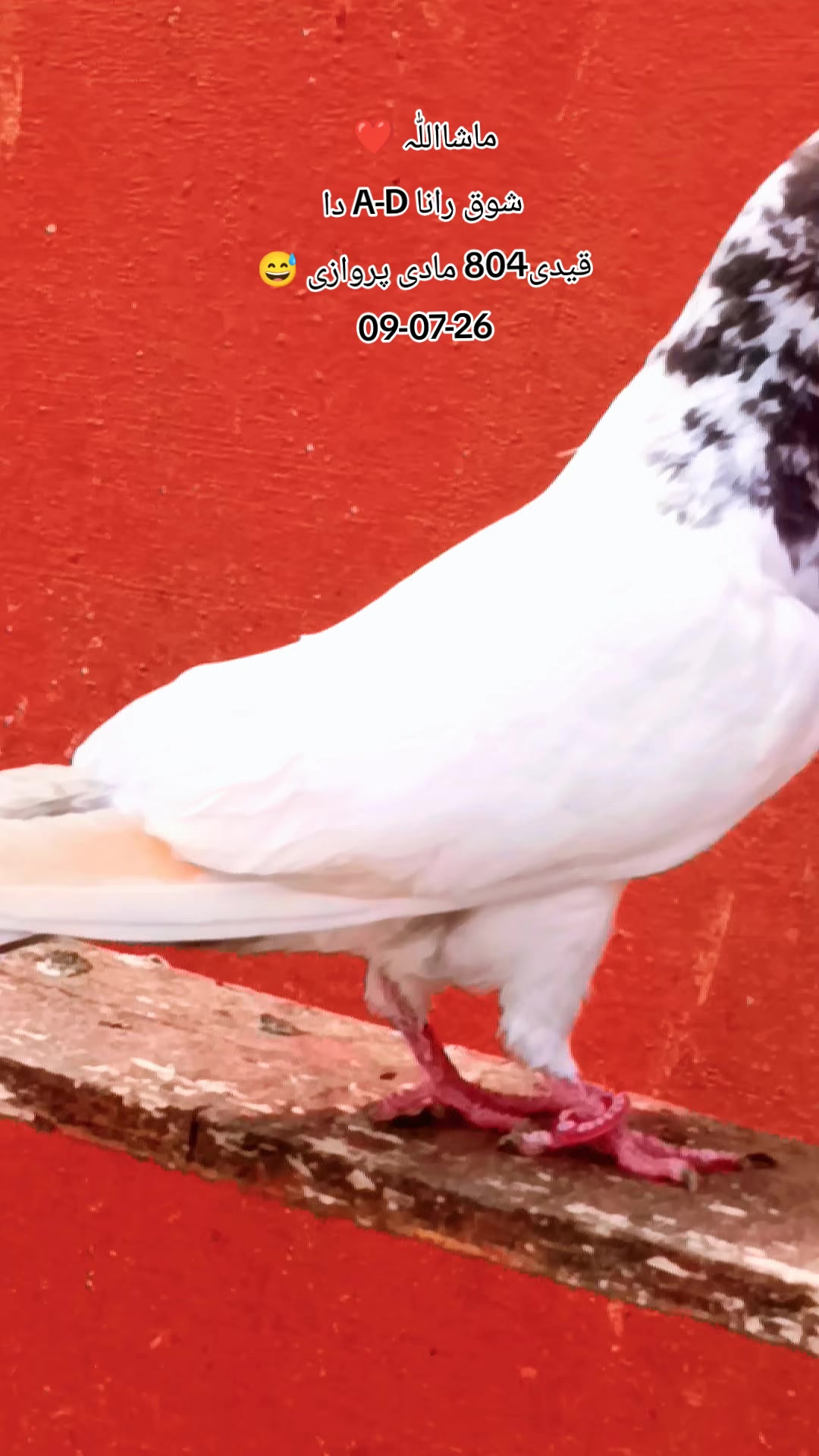 @RanaAdi302