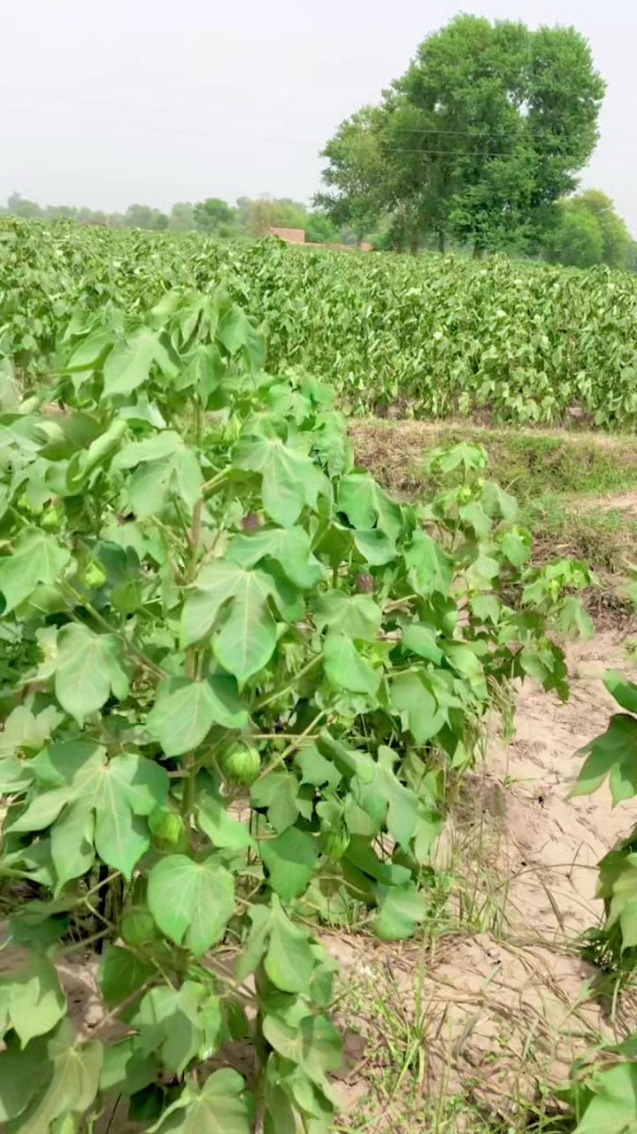 @rajveer 09
