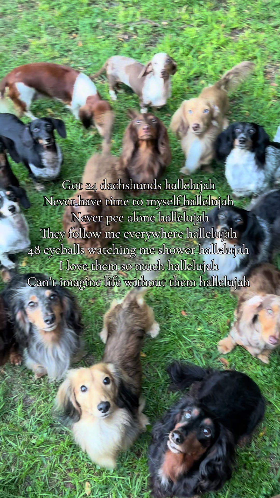 @ONATAH Dachshunds