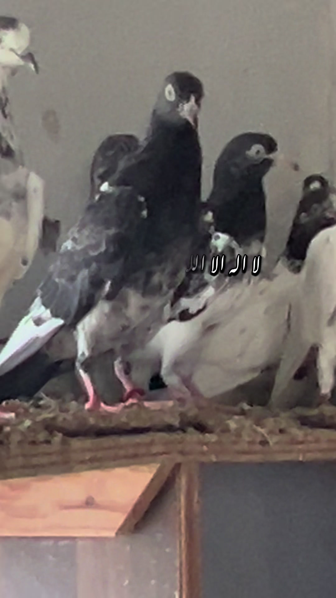 @The Best Pigeons