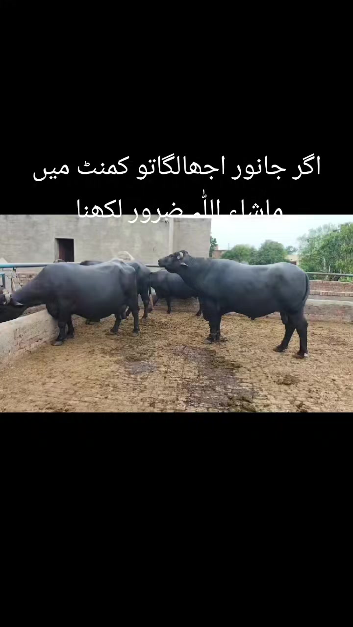 @Malik ijaz 669