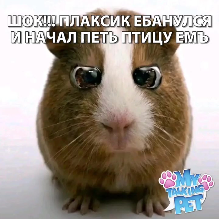 @лягушка манго💀
