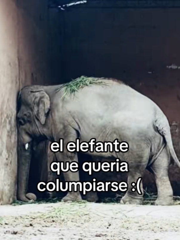 @Zeraot